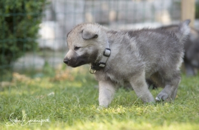 Tschechoslowakische Wolfhunde Welpen.