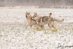 Wolfhunde im Spiel.