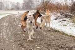 Drei Hunde laufen auf einem Weg.