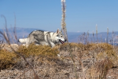 Wolfhund auf der Insel "Kala Nisia".