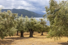 Olivenhain  an der Küste von Griechenland.