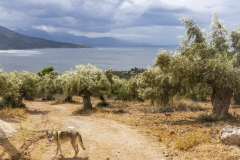 Olivenhain  an der Küste von Griechenland.