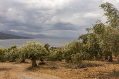 Olivenhain  an der Küste von Griechenland.