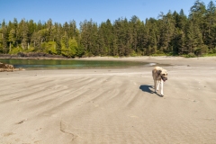 Hund am Strand. Pazific Rim National Park.