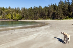 Hund am Traumstrand, Ucluelet, Vancouver Island.