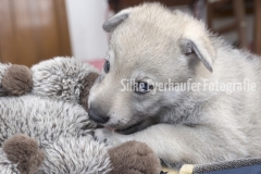 Tschechoslowakischer Wolfhunde Welpe.