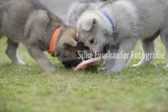 Tschechoslowakische Wolfhunden Welpen fressen einen Lammknochen.