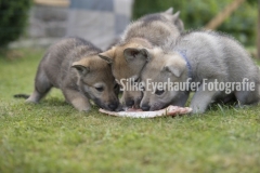 Tschechoslowakische Wolfhunden Welpen fressen einen Lammknochen.