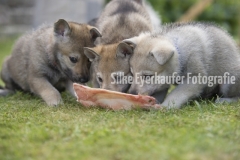 Tschechoslowakische  Wolfhunden Welpe fressen Knochen.