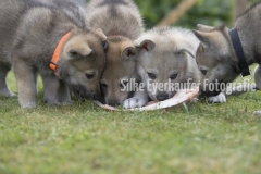 Tschechoslowakische  Wolfhunden Welpe fressen Knochen.