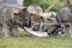 Tschechoslowakische  Wolfhunden Welpe fressen Knochen.