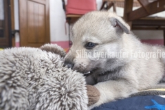 Tschechoslowakischer Wolfhunde Welpe.