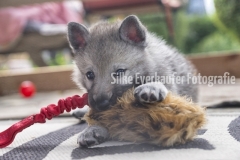 Tschechoslowakischer Wolfhunde Welpe.