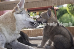 Tschechoslowakische Wolfhündin und Welpe.