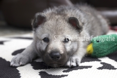 Tschechoslowakischer Wolfhunde Welpe - Portr