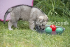 Tschechoslowakische Wolfhunde Welpe spielt.