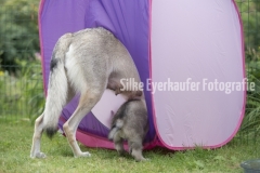 Tschechoslowakische Wolfhündin im Spieltunnel.