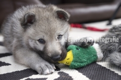 Tschechoslowakischer Wolfhunde Welpe - Portrait.