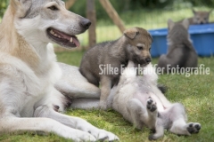 Hündin bewacht ihre Wolfhunde Welpen.