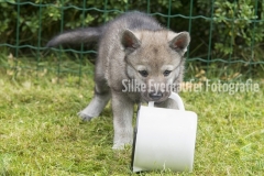 4-1_2-Wochen-knochen_67