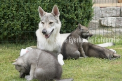 Hündin spielt mit ihren Wolfhunde Welpen.