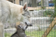 Hündin spielt mit ihren Wolfhunde Welpen.