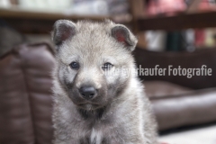 Tschechoslowakischer Wolfhunde Welpe.