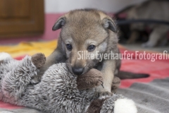 Tschechoslowakischer Wolfhunde Welpe.
