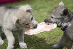 Tschechoslowakische Wolfhunden Welpen streiten um einen Knochen.