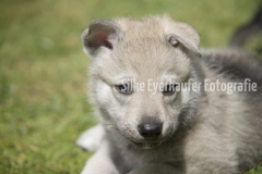 Wolfhunde Welpe - Portrait.