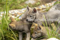 Tschechoslowakische Wolfhunde Welpen am Gartenteich.