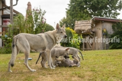 Mutterhündin und ihre Wolfhunde Welpen.