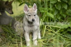 Tschechoslowakischer Wolfhunde Welpe.