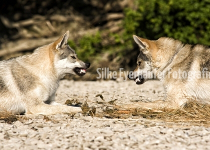 Tschechoslowakischer Wolfhunde - Geschwister.