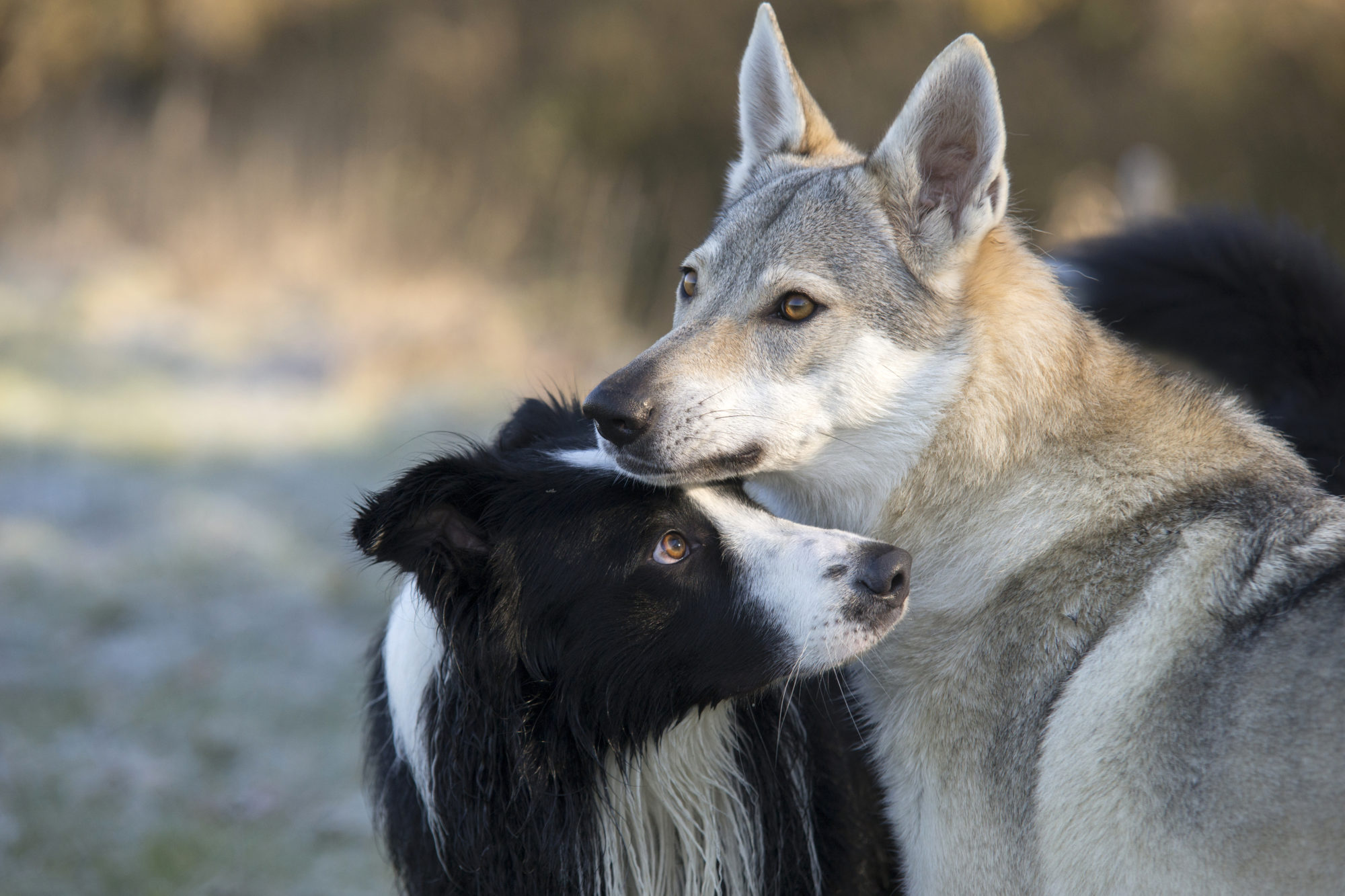 Tschechoslowakischer Wolfhund mit Freund