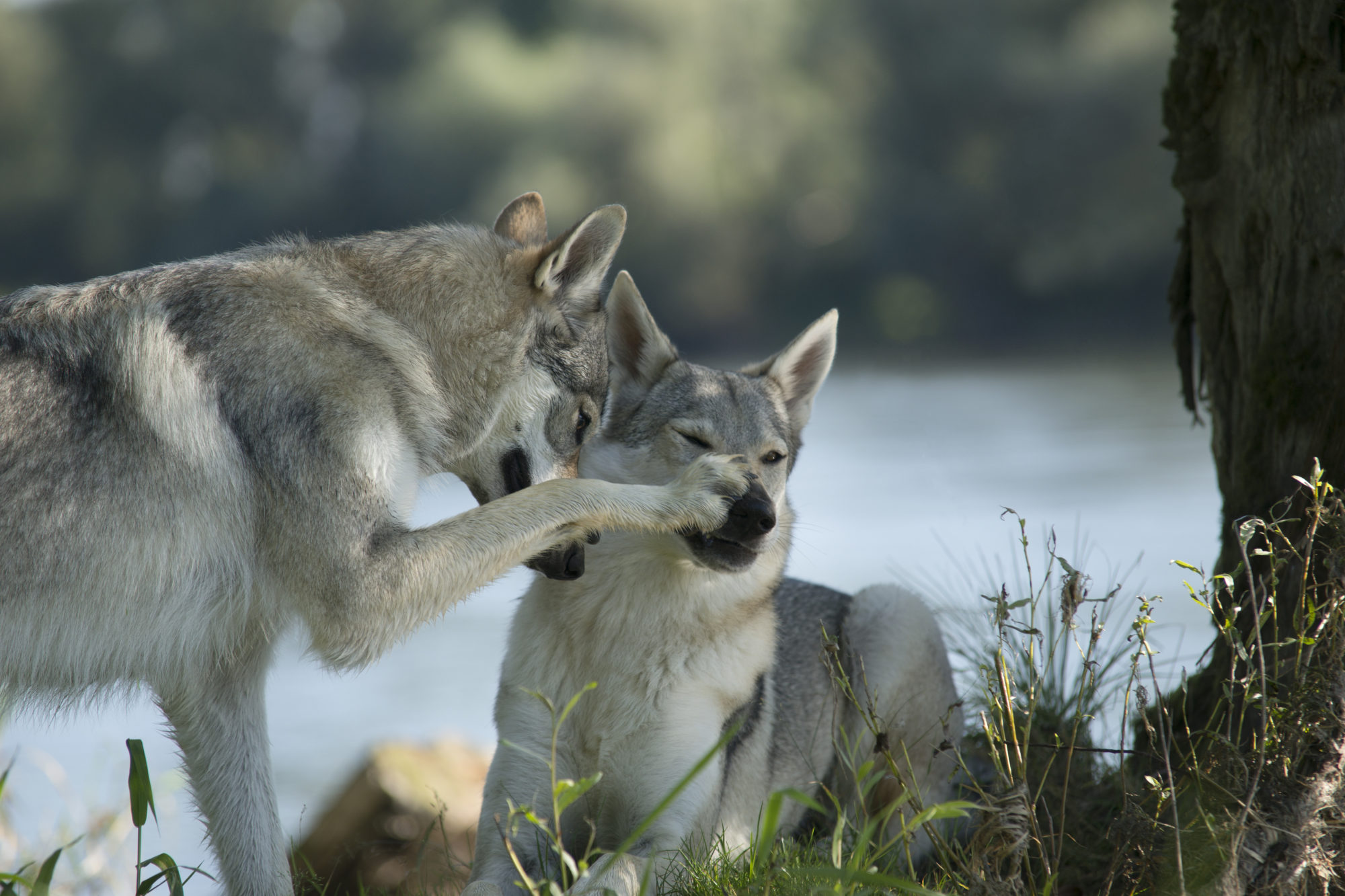 Ein liebevoller Wolfhund Stupser