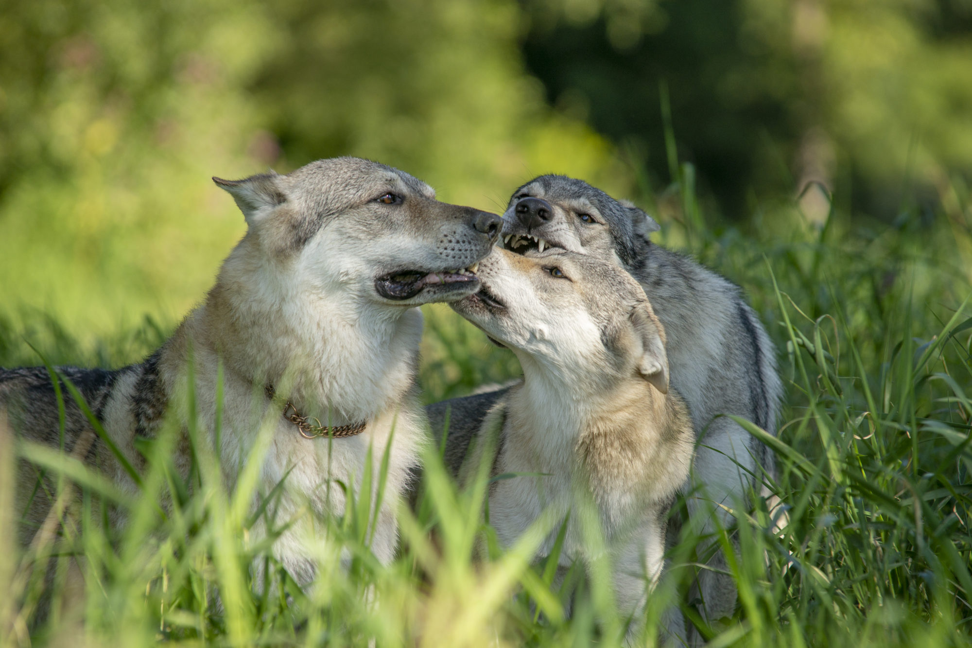 Wolfhund küsschen