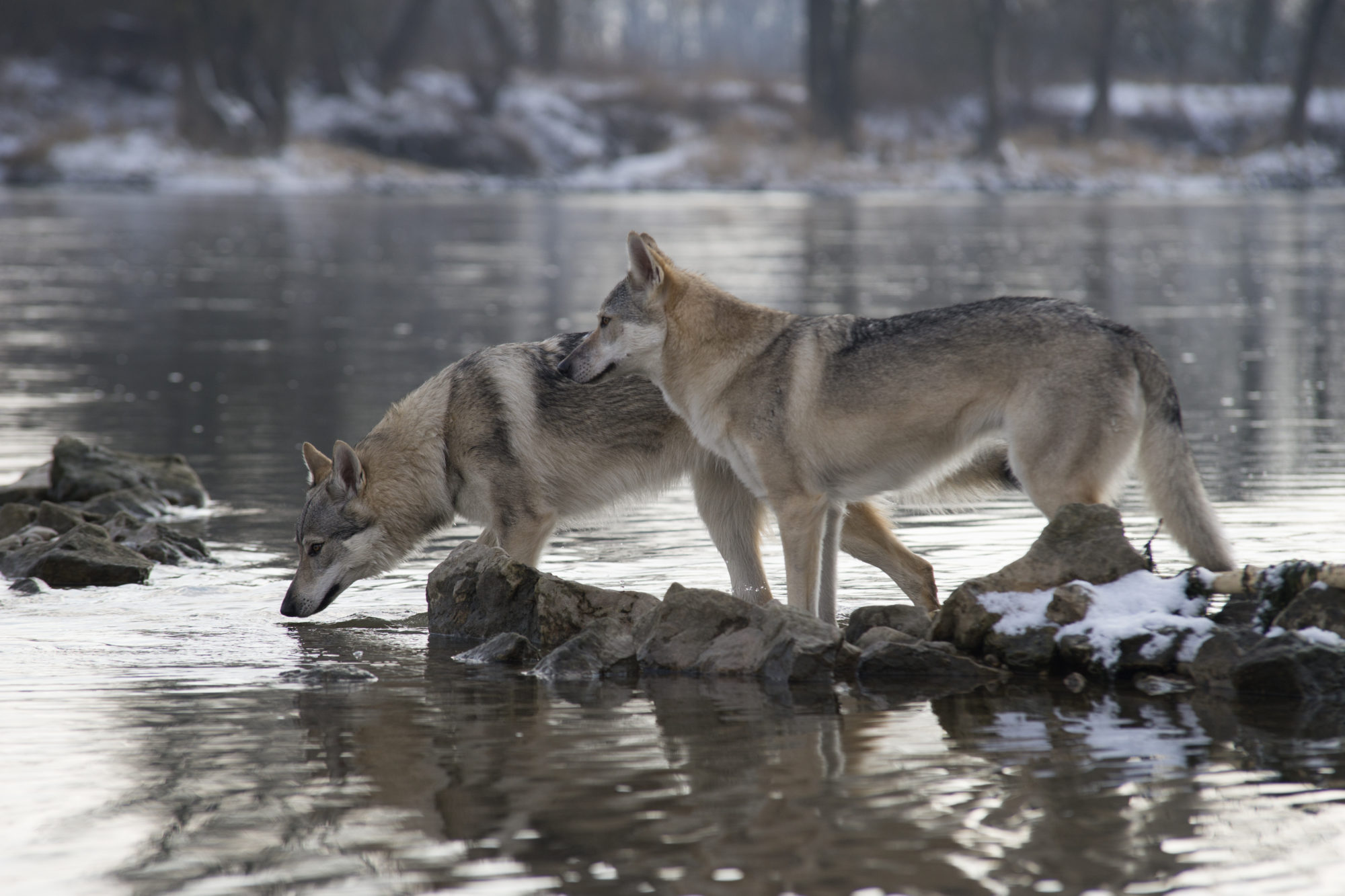 Zwei Wolfhunde am Wasser im Schnee