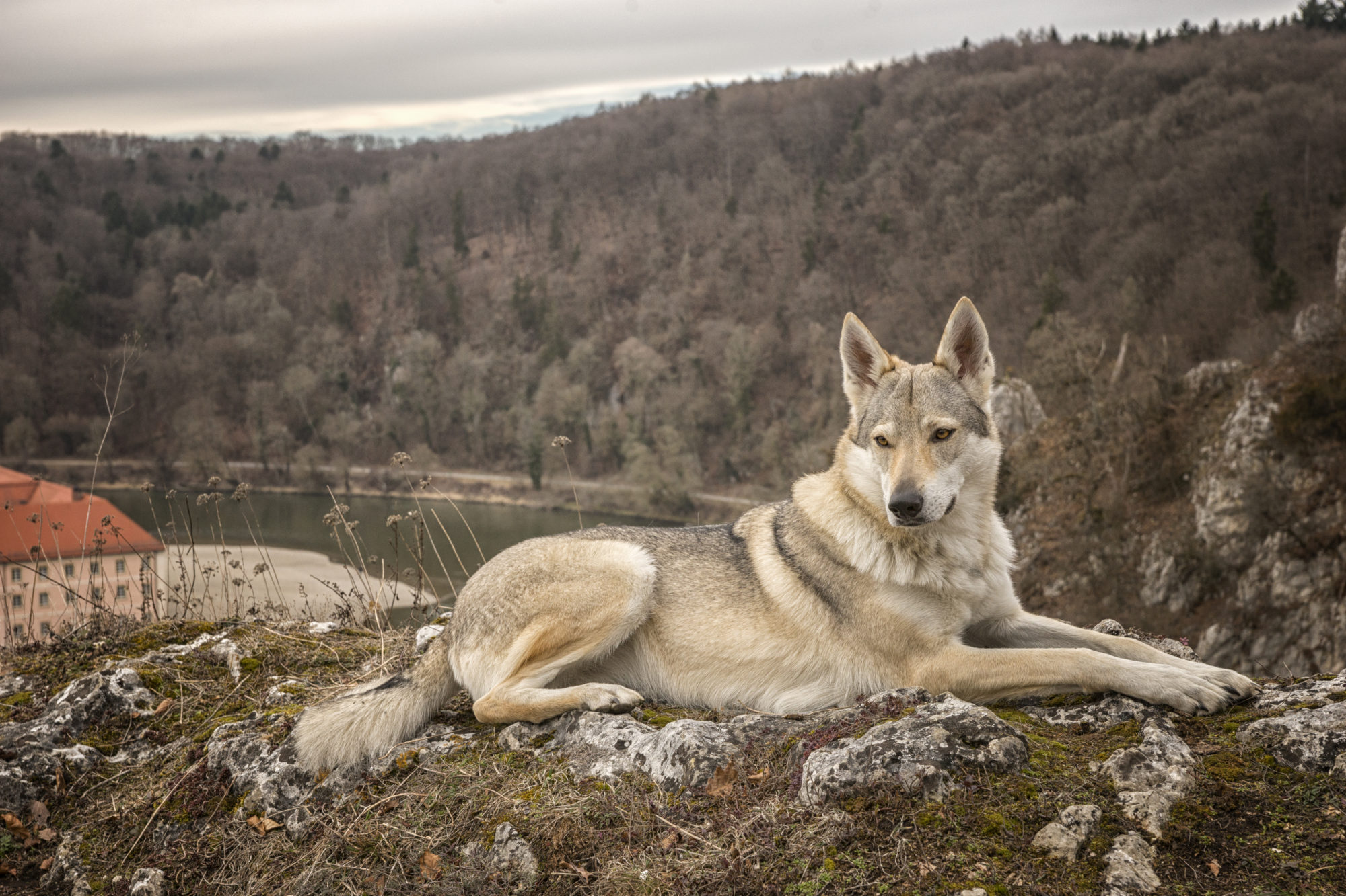 Wolfhund bewacht den Donaudurchbruch