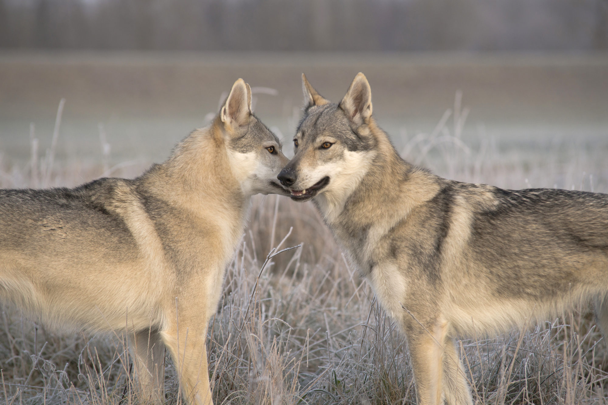 Zwei Wolfhunde beschnuppern sich